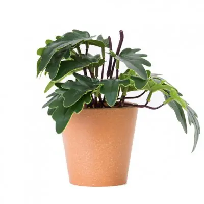 PLANTA CON MACETA PLASTICA 18CM - LIGUEN ILUMINACION