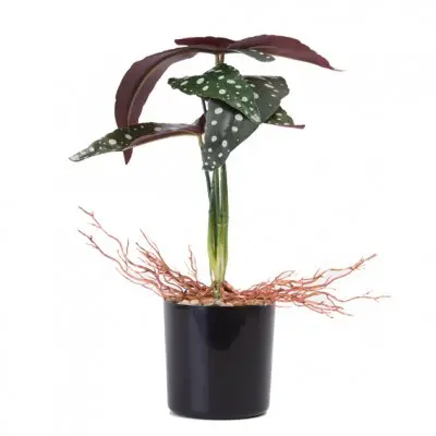 PLANTA CON MACETA PLASTICA 33CM - LIGUEN ILUMINACION
